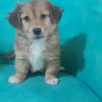 واگذاری شیتزو