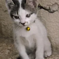 واگذاری بچه گربه نژاد DSH واکسن زده