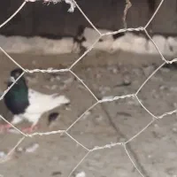 کبوتر دم سفید و کله سیاه