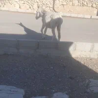 خر یک ساله فروشی موقعیت اسماری|حیوانات مزرعه|باغ ملک, |دیوار