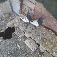 نروماده سینه ایی به فروش می‌رسد|پرنده|بافق, |دیوار