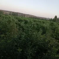 فروش حدود ۷۰تن سیب روی درخت نصف قرمز نصف سفید|خوردنی و آشامیدنی|خلخال, |دیوار