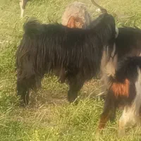 کهره نر چاق در جم