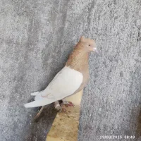 زاغ آبادانی سینه ای تهرونی