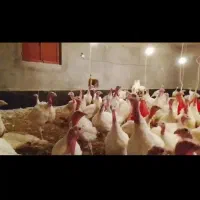 فروش بوقلمون بیوتی جوجه ۷۵روزه وزن ۷کیلو اکثرا نر