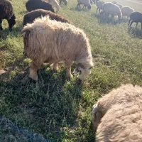 ۱۳۰راس گوسفند داشتی فرادنبه|حیوانات مزرعه|بروجن, |دیوار