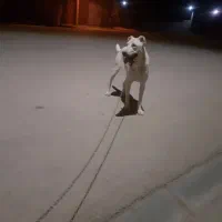 سگ ماده نه ماه واگذار میشه|سگ|رشتخوار, |دیوار