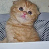 اسکاتیش دبل فولد گارفیلدی|گربه|کرج, باغستان|دیوار