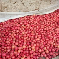 انار تناژ بالا صادراتی
