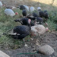 بوقلمون کوردی|حیوانات مزرعه|قصرشیرین, |دیوار