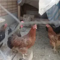 مرغوخروس|حیوانات مزرعه|فلاورجان, |دیوار