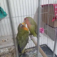 جفت مولد دونسته دستی کوتوله فیشر