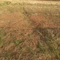 زمین کشاورزی برای احداث باغ