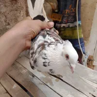 پرنده