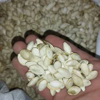 تخمه کدو گوشتی