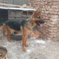 سگ ژرمن و پیتبول خراسانی و..
