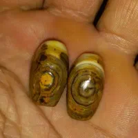 مهره سلطانی جفت