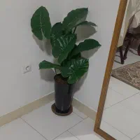 گل بابا ادم وارداتی