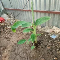 نهال موز