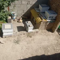 زنبور  کارنیکا