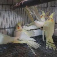 درود ،فروش جوجه عروس هلندی