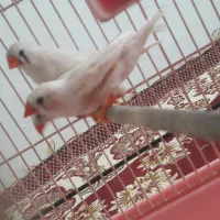 فنچ|پرنده|نهاوند, |دیوار