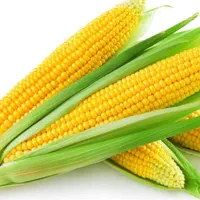فروش ذرت تازه به پایین ترین قیمت
