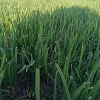 سبزی خورشتی رامهرمز|خوردنی و آشامیدنی|لردگان, |دیوار