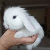 خرگوش مینی لوپ استرالیایی کوچولو