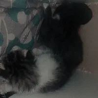 واگذاری بچه گربه