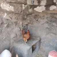 مرغ و خروس بومی جوان