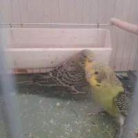 جوجه مرغ عشق انگلیسی گریدa