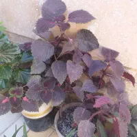 گل طبیعی|گل و گیاه طبیعی|تاکستان, |دیوار