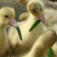 جوجه غاز بیست روزه