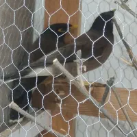 یک جفت مرغ مینا فروش فوری