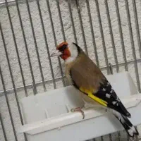 سره دو ساله|پرنده|شهریار, شهریار|دیوار