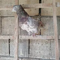 کفتر پرشی