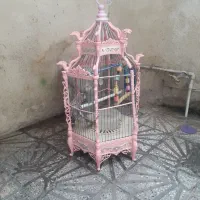 پرنده عروس هلندی