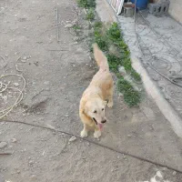 سگ ماده گلدن|سگ|شهریار, کهنز|دیوار