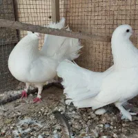 کفتر دم چتری سینه لرزون کاکلی|پرنده|اصفهان, خلیل آباد|دیوار