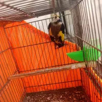 سهره نر|پرنده|محمدشهر, محمدشهر|دیوار