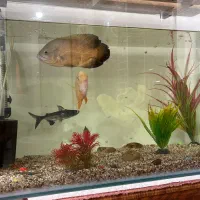 اکواریوم۷۰در۴۰فروشی