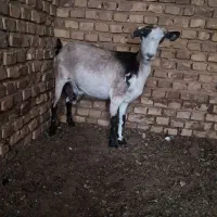 یک راس بز دورگ ابستن سنگین