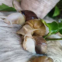 حلزون اچاتینا|خزنده|تهران, فلاح|دیوار