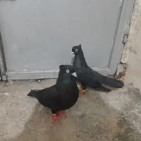 فروش یه جفت زاغ