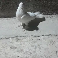 مرغ عشق|پرنده|شاهرود, |دیوار