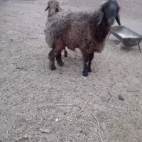 بره درجه یک فوری