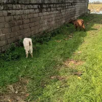 بز بزغاله پاکستانی ماده|حیوانات مزرعه|دابودشت, |دیوار