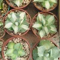 کاکتوس آگاو