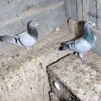 کبوتر میکس مریس دلبر شو ریسر